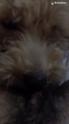 Qiuyue the Dog (353)