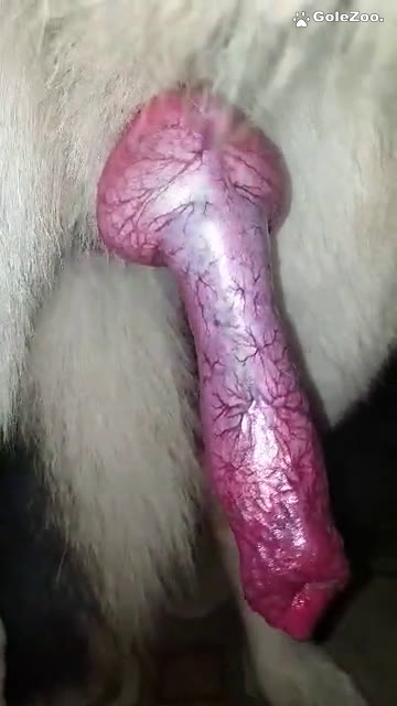 秋月狗狗 (368)