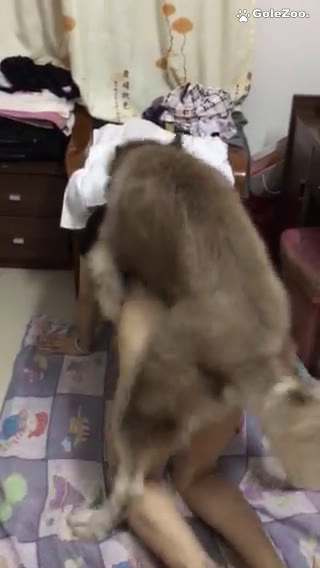 Qiuyue the Dog (374)