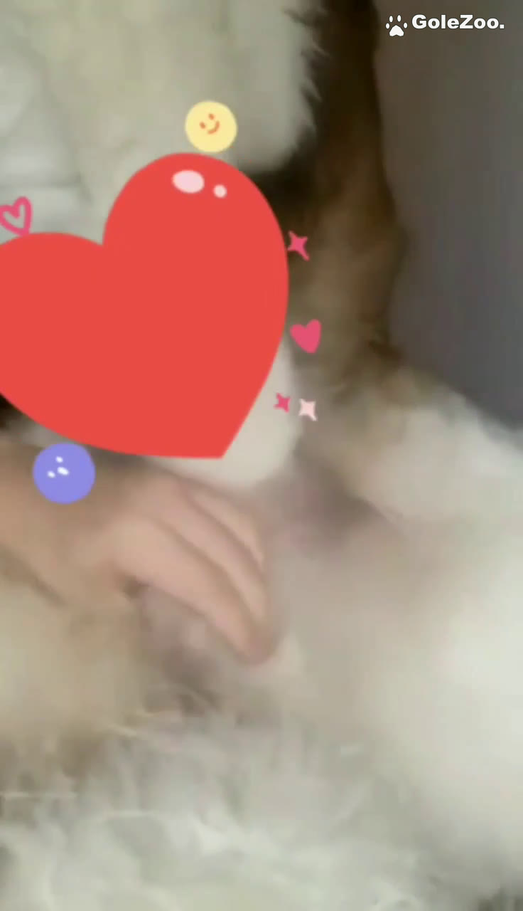 秋月狗狗 (417)