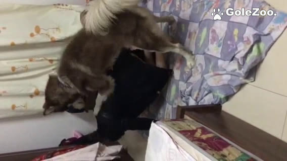 Qiuyue Dog (42)