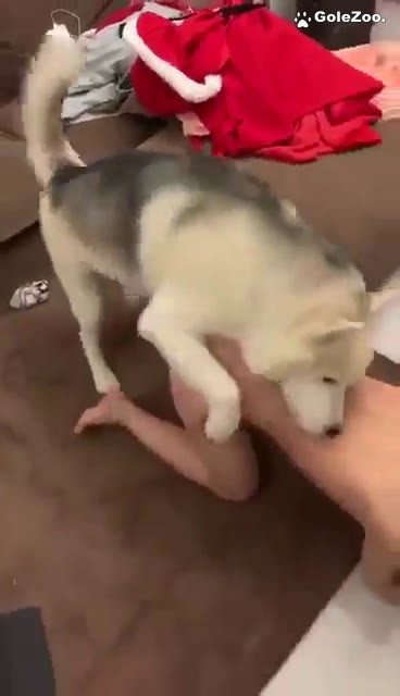 秋月狗狗 (423)