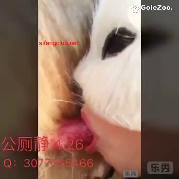秋月狗狗 (104)