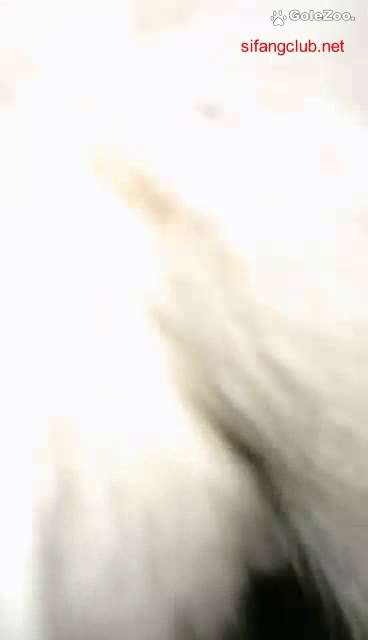 秋月狗狗 (445)