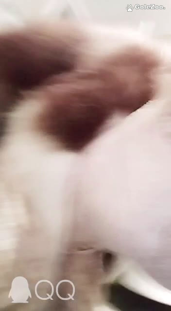 秋月狗狗 (455)