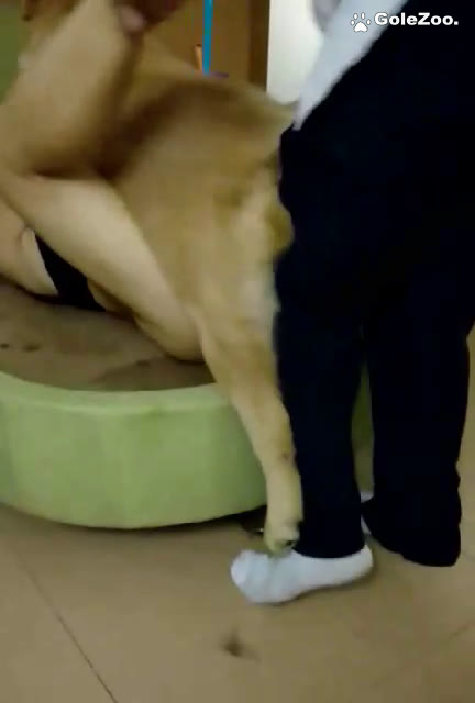 秋月狗狗 (459)