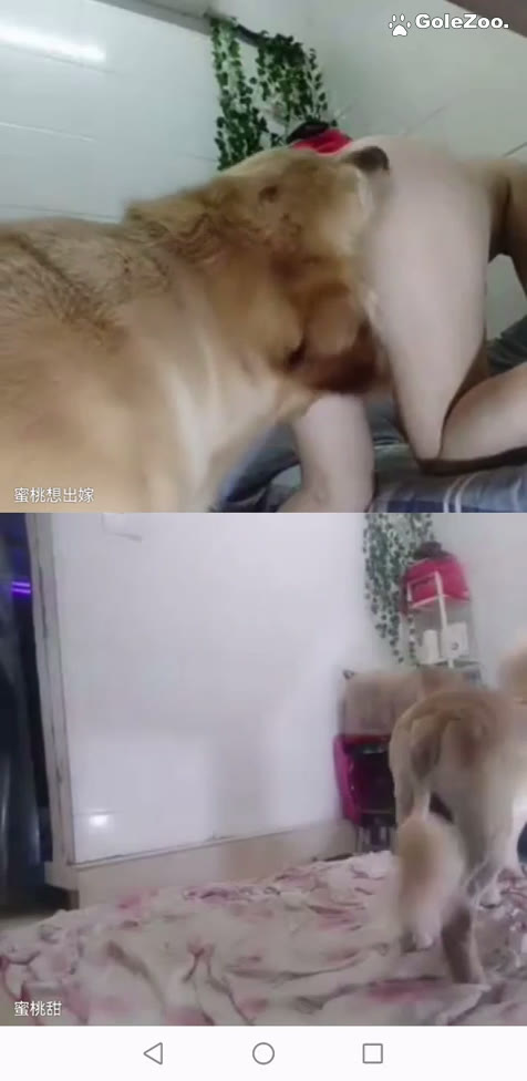 Qiuyue the Dog (7)