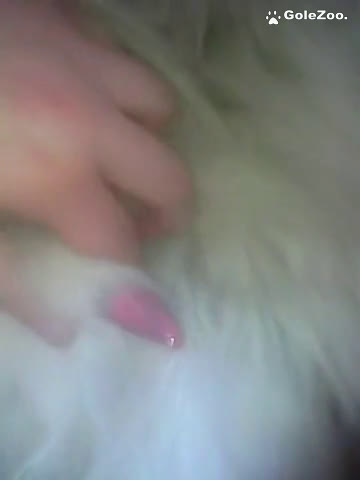 秋月のワンちゃん (85)