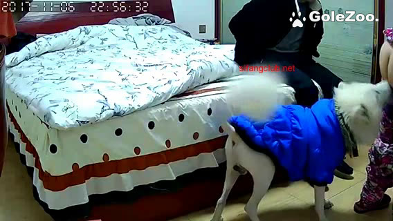 Qiuyue the Dog (22)