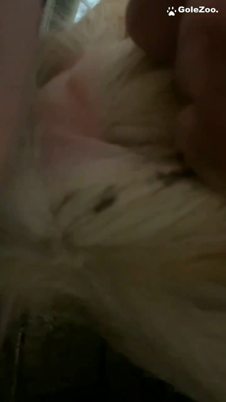 Qiuyue the Dog (141)