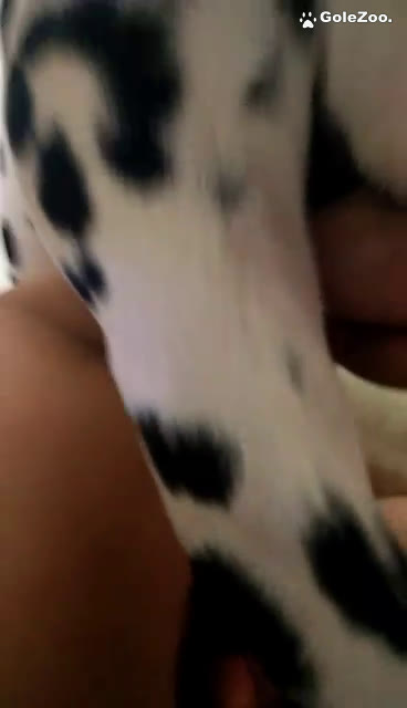 Qiuyue Dog (169)