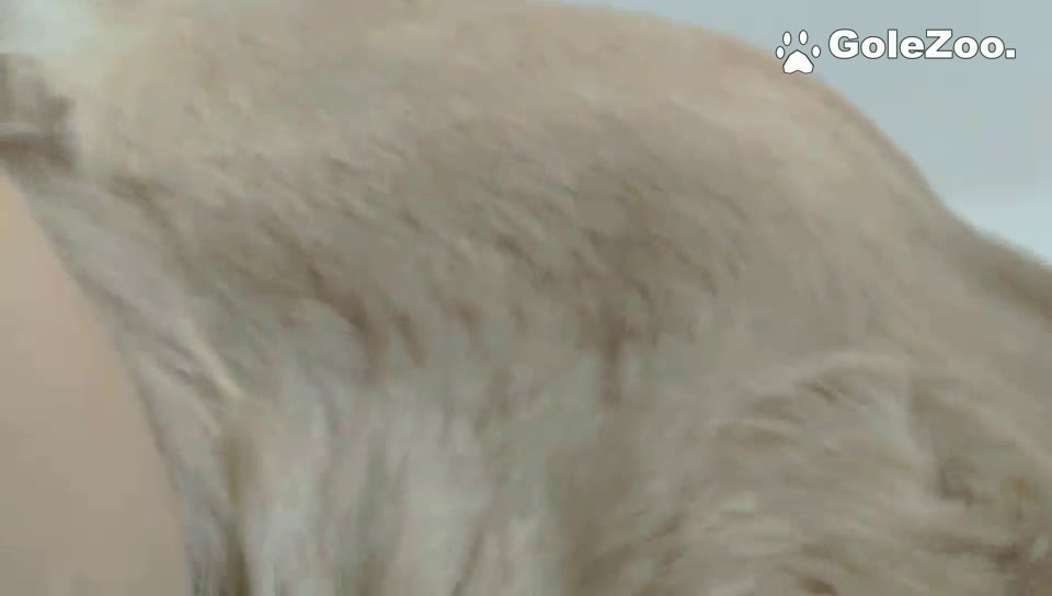 秋月狗狗 (201)