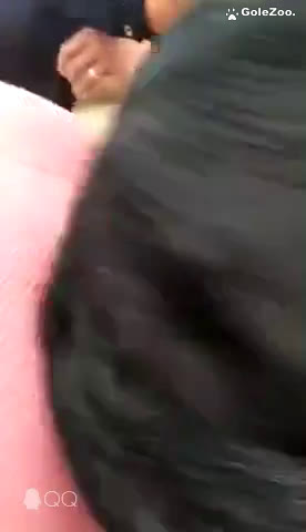 秋月狗狗 (228)
