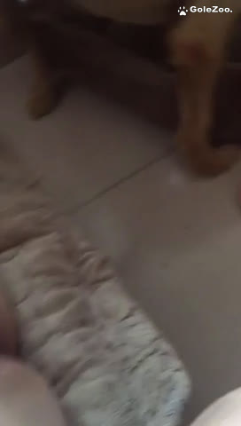 Qiuyue the Dog (240)