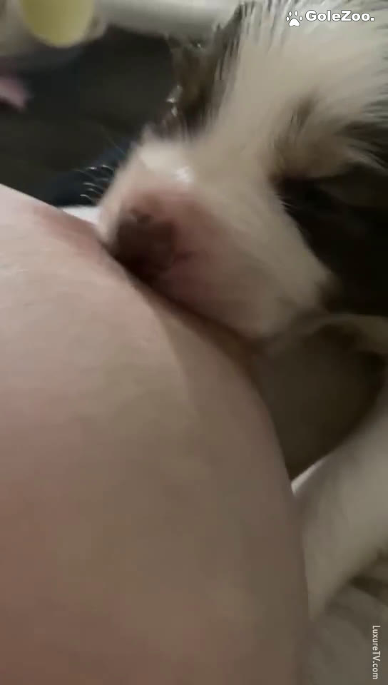 秋月狗狗 (252)
