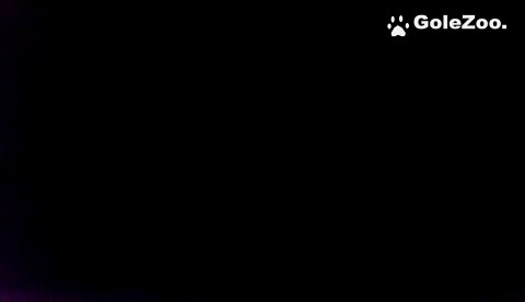 秋月狗狗 (254)