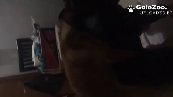 Qiuyue Dog (259)