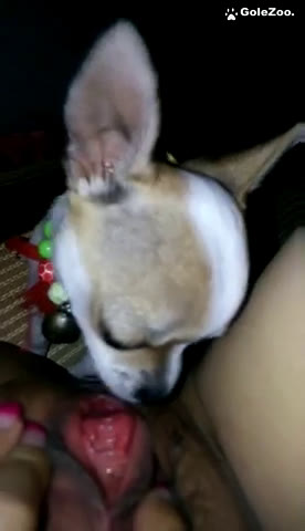 Qiuyue Dog (266)
