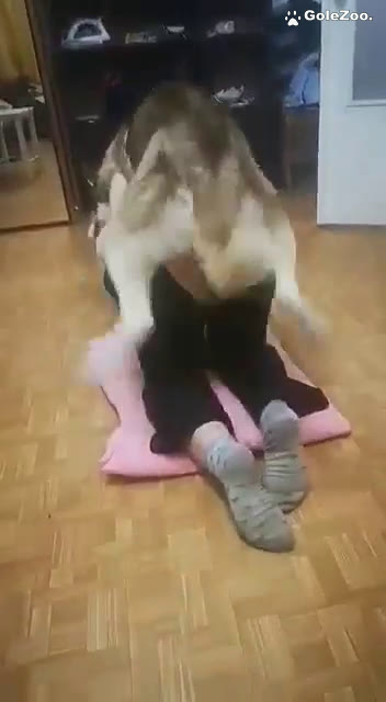 Qiuyue Dog (267)
