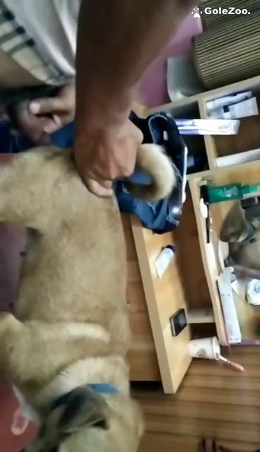 Qiuyue the Dog (270)
