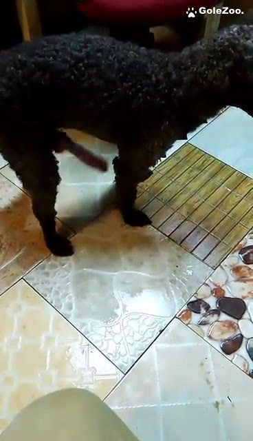 Qiuyue Dog (283)