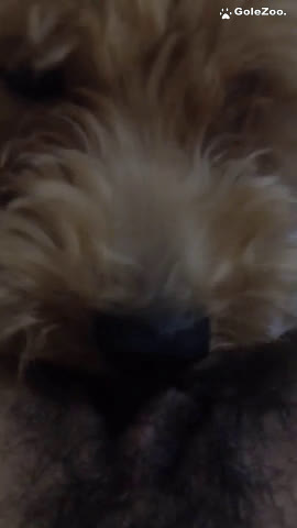 Qiuyue the Dog (314)